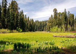 Polana na terenie Parku Narodowego Sekwoi w Kalifornii