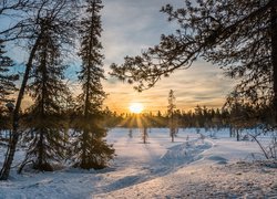 Zima, Drzewa, Wschód słońca, Las, Polana, Śnieg