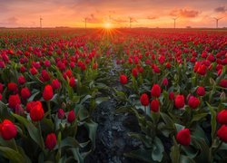 Pole czerwonych tulipanów o zachodzie słońca