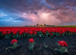 Czerwone, Pole, Tulipany, Ciemne, Chmury