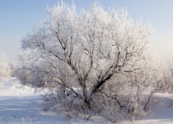 Zima, Drzewa, Krzewy