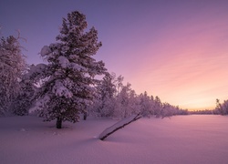 Pole i zimowy las o zachodzie słońca