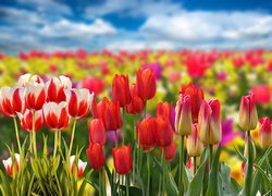 Pole kolorowych tulipanów