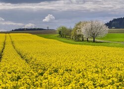 Pole kwitnącego rzepaku