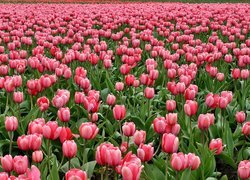 Pole kwitnących tulipanów