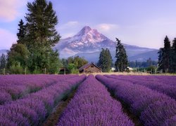 Pole, Lawenda, Drzewa, Dom, Ogrodzenie, Góry, Stratowulkan Mount Hood, Miejscowość, Hood River, Stan Oregon, Stany Zjednoczone