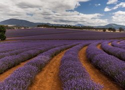 Pole, Lawenda, Drzewa, Góry, Nobowla, Tasmania, Australia