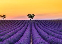 Pole, Lawenda, Drzewa, Valensole, Prowansja, Francja