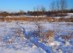 Pole pokryte śniegiem z wydeptaną ścieżką wśród uschniętych roślin