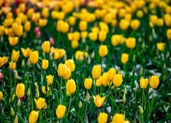 Pole rozkwitających żółtych tulipanów