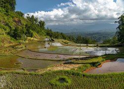 Pole ryżowe na wyspie Celebes w Indonezji