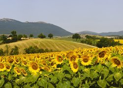 Włochy, Region Marche, Fabriano, Pole, Kwiaty, Słoneczniki, Góry, Droga, Drzewa