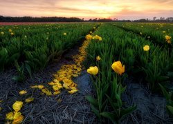 Pole, Tulipany, Żółte, Wschód słońca