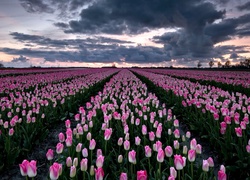 Pole tulipanów w holenderskim Groningen