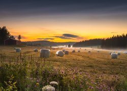 Finlandia, Region Pirkanmaa, Gmina Ruovesi, Łąka, Pole, Mgła, Las, Szopa