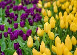 Tulipany, Żółte, Fioletowe