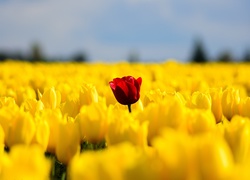 Pole żółtych tulipanów i jeden czerwony pośród nich
