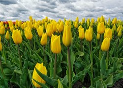 Pole żółtych tulipanów