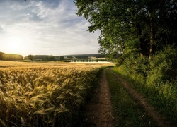 Polna droga prowadząca do jeziorka