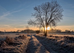 Pole, Drzewa, Trawy, Szron, Wschód słońca