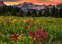 Polne kwiaty na łące i widok na górę Diorite Peak