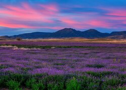 Stany Zjednoczone, Arizona, Prescott Valley, Kwiaty, Łąka, Wzgórza Łąka