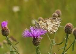 Motyl, Polowiec szachownica, Kwiat, Chaber driakiewnik