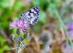 Motyl, Polowiec szachownica, Roślina, Chaber driakiewnik