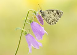 Kwiat, Dzwonki, Motyl, Polowiec szachownica