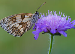 Owad, Motyl, Polowiec szachownica, Fioletowy, Kwiat