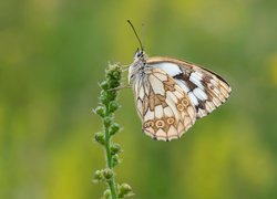 Motyl, Polowiec szachownica, Gałązka, Zbliżenie