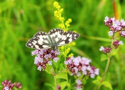 Owad, Motyl, Polowiec szachownica, Kolorowe, Kwiaty