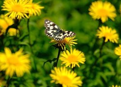 Żółte, Kwiaty, Motyl, Polowiec szachownica