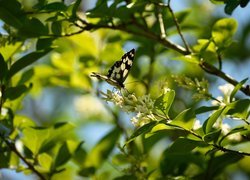 Motyl, Polowiec szachownica, Gałązki, Kwiaty, Białe, Światło