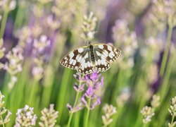 Motyl, Polowiec szachownica, Lawenda