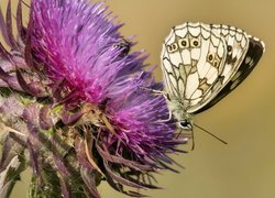 Motyl, Polowiec szachownica, Roślina, Oset, Zbliżenie