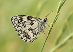 Polowiec szachownica na roślince