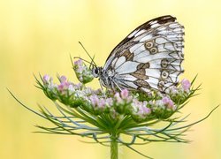 Motyl, Polowiec szachownica, Roślina, Żółte tło