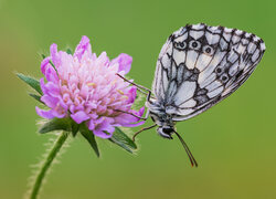 Motyl, Polowiec szachownica, Fioletowy, Kwiat, Świerzbnica polna