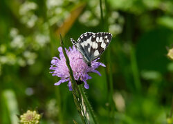 Motyl, Polowiec szachownica, Kwiat, Driakiew, Trawa, Źdźbło, Łąka