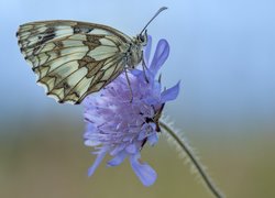 Polowiec szachownica na świerzbnicy polnej