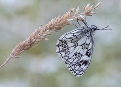 Polowiec szachownica na źdźble trawy