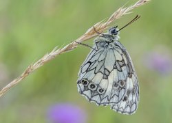 Motyl, Polowiec szachownica, Roślina, Trawa