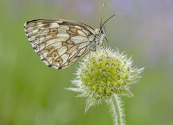 Polowiec szachownica na zielonym kwiatku