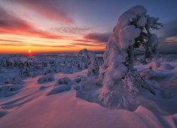 Drzewa, Zachód słońca, Zima, Zatoka Kandałaksza, Półwysep Kolski, Rosja