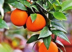 Pomarańcze na gałązce