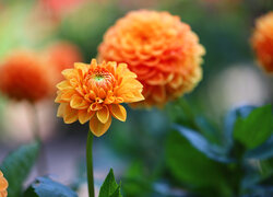Dalia, Pomarańczowa, Kwiat