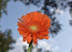 Pomarańczowa gerbera w zbliżeniu