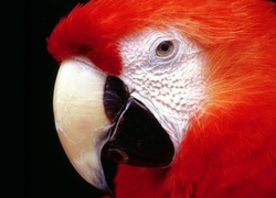 Pomarańczowa papuga ara