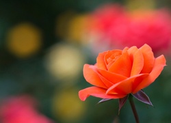 Pomarańczowa róża i jej blask